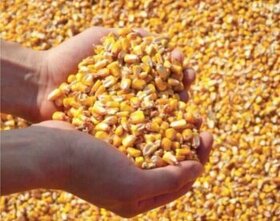 Kukuřice zrno 50kg -- 500Kč