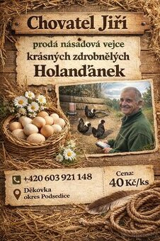 Holanďanka - násadová vajíčka