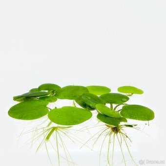 Limnobium laevigatum