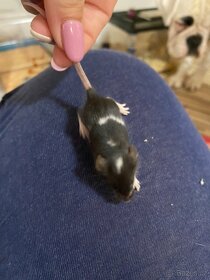 Barevné myšky, myši