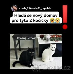 2 krásné kočičky