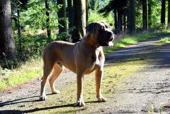 Cane Corso krycí pes