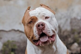 Krytí American bully xl