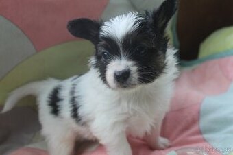 Papillon pejsek s PP - 1