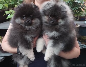 Pomeranian s PP - 1