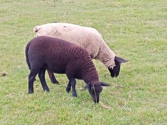Dorper Suffolk