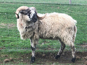 Prodáme plemenné beránky Původní valašky - linie Javorník