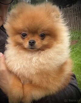 Pomeranian s PP FCI