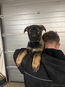 Německý ovčák s PP