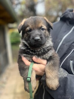 Německý ovčák s PP