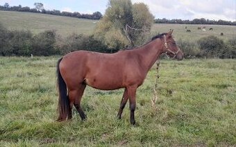 Tříletá klisna ARIETA