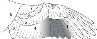 Husí pera - celé konce, křídla s peřím