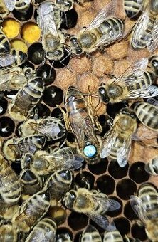 Oddělky 39x24, Langstroth 2/3 Langstroth 1/1