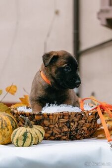 Štěňátka belgický ovčák malinois s PP