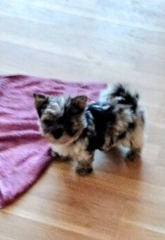 Jorkšírský teriér bez pp