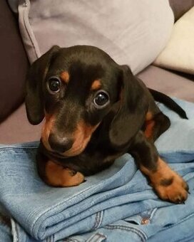 Jezevčík trpasličí