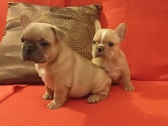 Francouzský buldoček