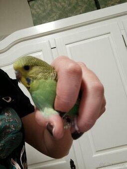 Andulka vlnkovaná mladá