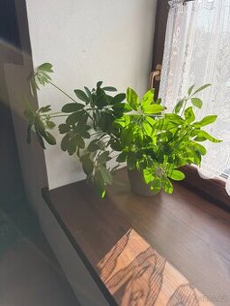 Schefflera arboricola Nora