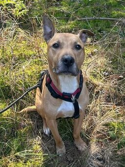 MEDDIE K ADOPCI - vděčné jemné zlatíčko