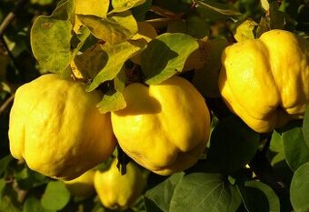 KDOULE POMERANČOVA - Kdoulovec Nivalis