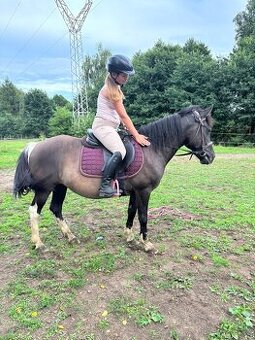 Huculská klisna, 13 let - 1