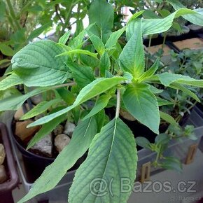 Šalvěj ananasová - Salvia rutilans „Pino“ - zakořeněné řízky