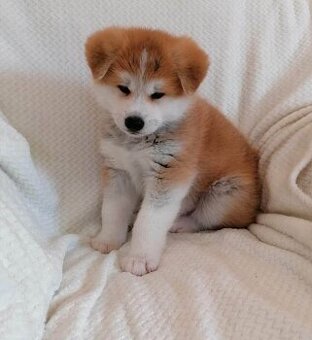 Akita inu s PP