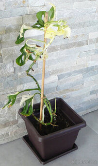 Monstera Adansonii Variegata
