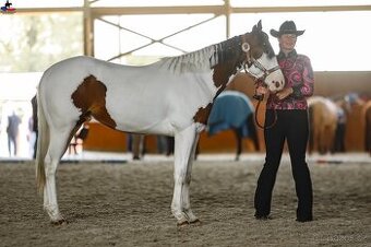 Hřebeček,Valášek American Paint Horse