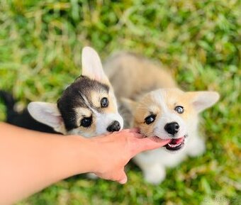 Welsh corgi pembroke s PP (FCI)