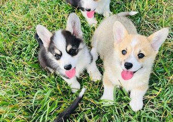 Welsh corgi pembroke s PP (FCI)