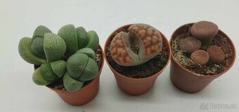Lithops – živé kameny