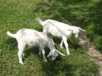 kozička