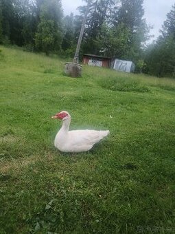 Pižmovka kačer