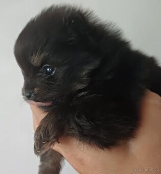 pomeranián