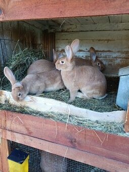 Burgundský králík