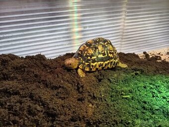 Prodam želvu pardali 4,5 roku