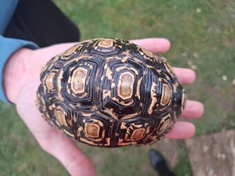 Prodam suchozemskoz želvu pardali 4,5 roku