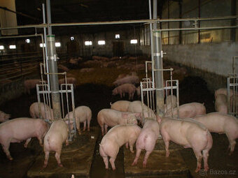 Prodáme prasata na dokrmení či porážku 100- 120 kg