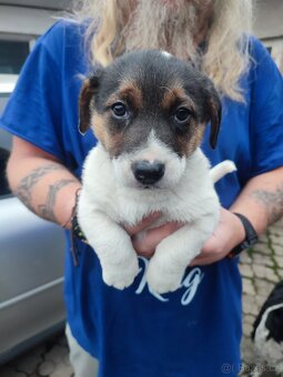 Prodam štěně křížence