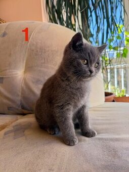 Modrá britská koťátka - 1