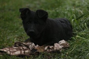 Německý ovčák s PP - štěně k odběru