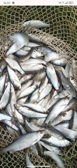 Nástražní rybičky