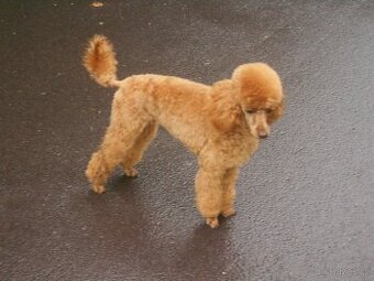 Trpasličí pudl - krytí