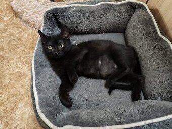 Velmi mazlivý a hravý, hodný 4měsíční černý Damiánek