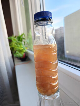 KOMBUCHA - čajová houba vč. nálevu - viz text