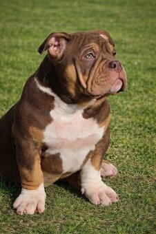 American Bully standard