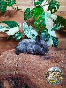 Zakrslí králíčci ze Znojma