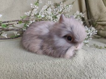 Krásný Teddy sameček s VP č. 3